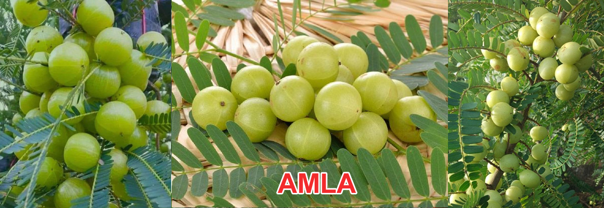Amla Plant