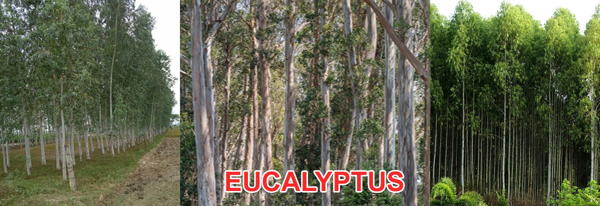 Lyptus Plant