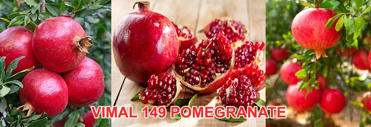 pomegranate Plant